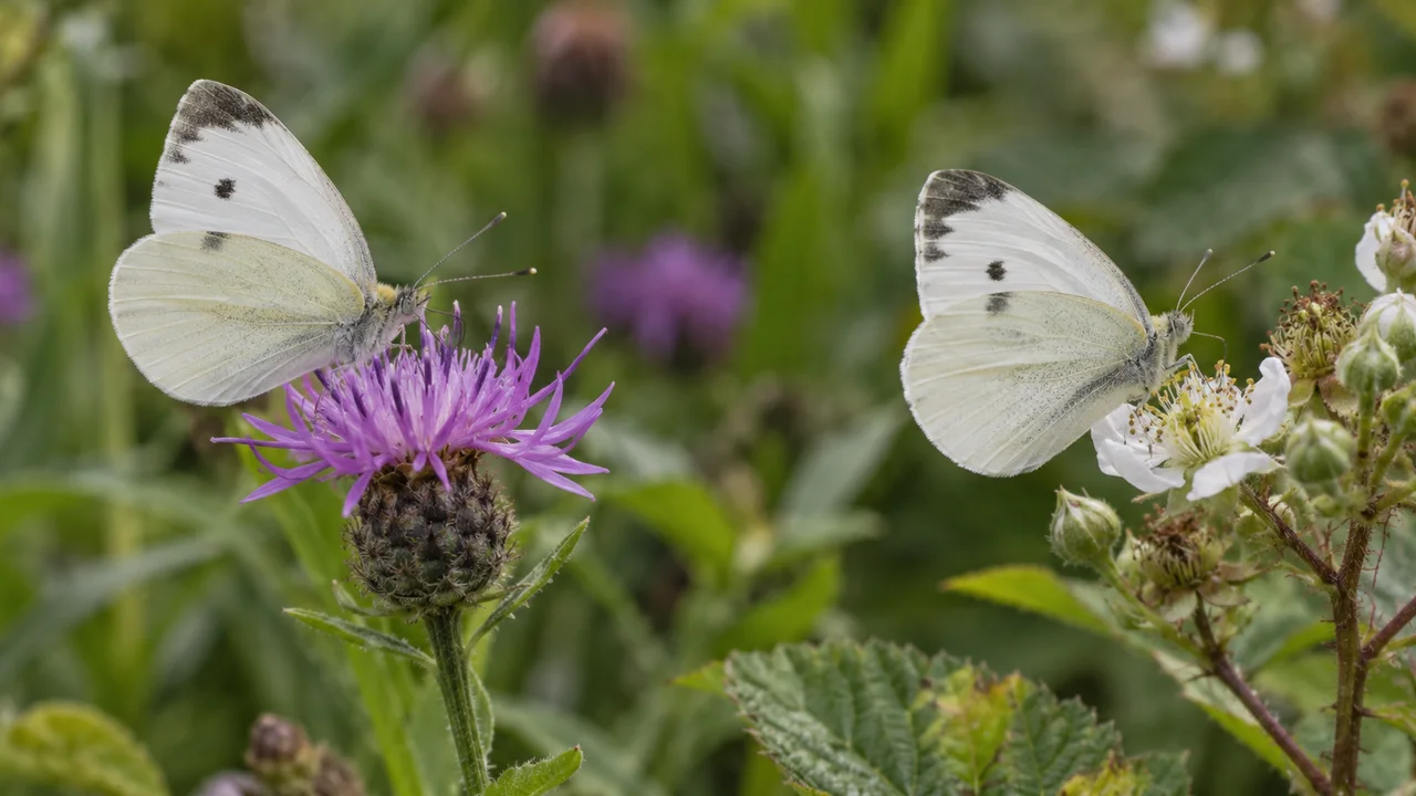 Vues rapprochées et naturelles de deux petits papillons blancs aux motifs d'ailes légèrement différents