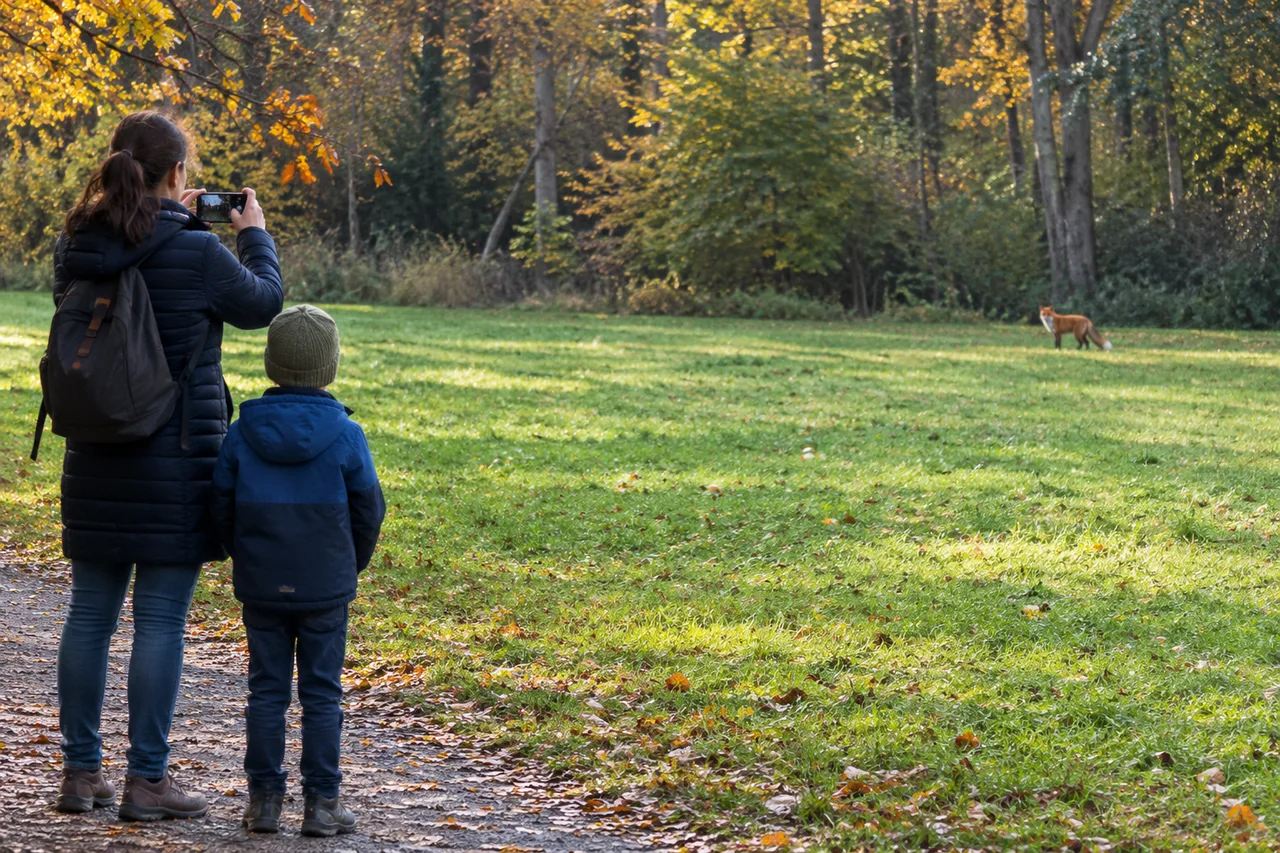 Une famille observe un renard de l'autre côté d'une clairière herbeuse pendant qu'un parent le photographie depuis un chemin