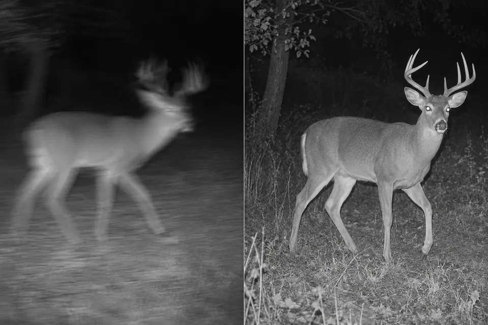 Una foto notturna mossa di un cervo accanto a un fotogramma monocromatico più nitido, con corpo e palchi ben visibili.