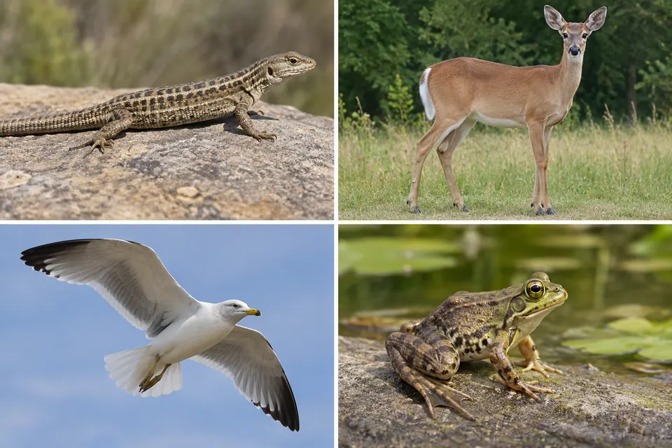 Una lucertola, un cervo, un gabbiano in volo e una rana mostrano posizioni delle zampe e contorni del corpo diversi.