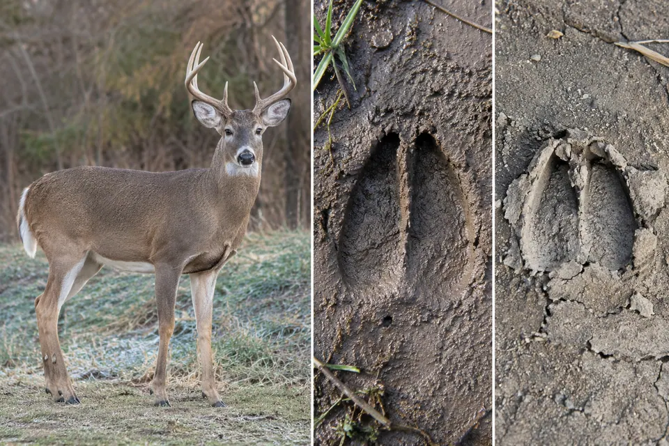 Un cervo accanto a un'impronta di zoccolo nel fango bagnato e a un'impronta più asciutta, a confronto tra animale e tracce.