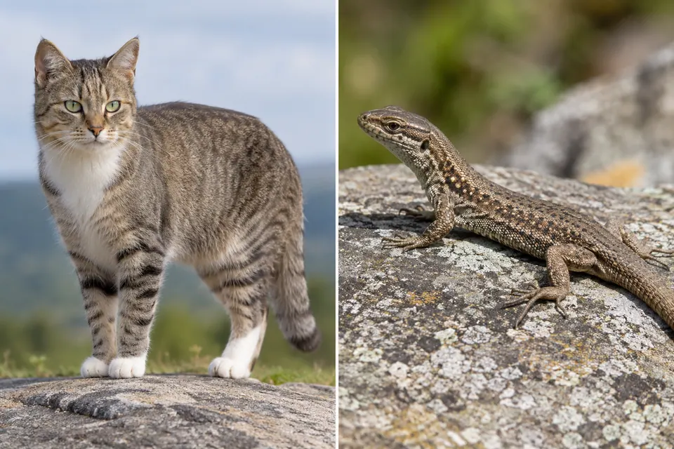 Un gatto con il pelo e le zampe dritte accanto a una lucertola con squame e zampe divaricate ai lati.