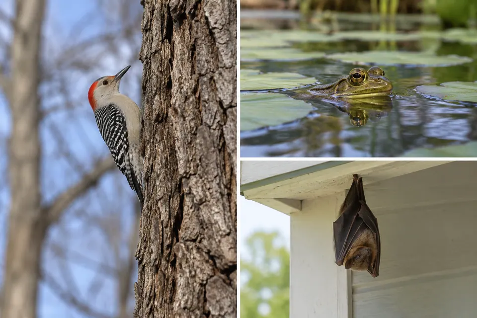 Un picchio su una corteccia, una rana a pelo d'acqua e un pipistrello appeso sotto una gronda mostrano indizi sull'habitat.