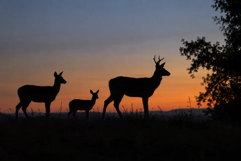 Tre cervi in controluce al tramonto, con lunghezza delle zampe, forma della testa e profilo del corpo ben visibili.