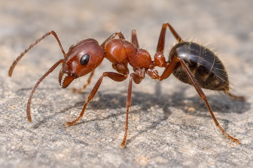 Una singola formica ben a fuoco con tutto il corpo, le antenne e la vita visibili.