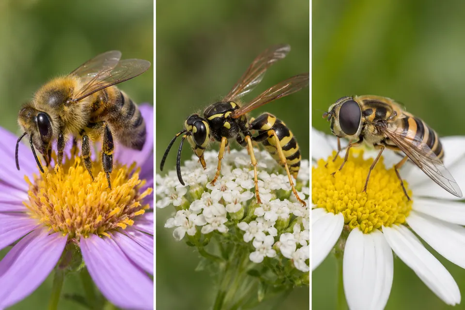 Une abeille, une guêpe et un syrphe montrant des différences de longueur d’antennes, d’yeux et d’ailes.