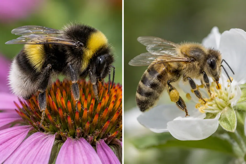 Un bourdon rond et très velu à côté d’une abeille domestique plus fine, toutes deux posées sur des fleurs.