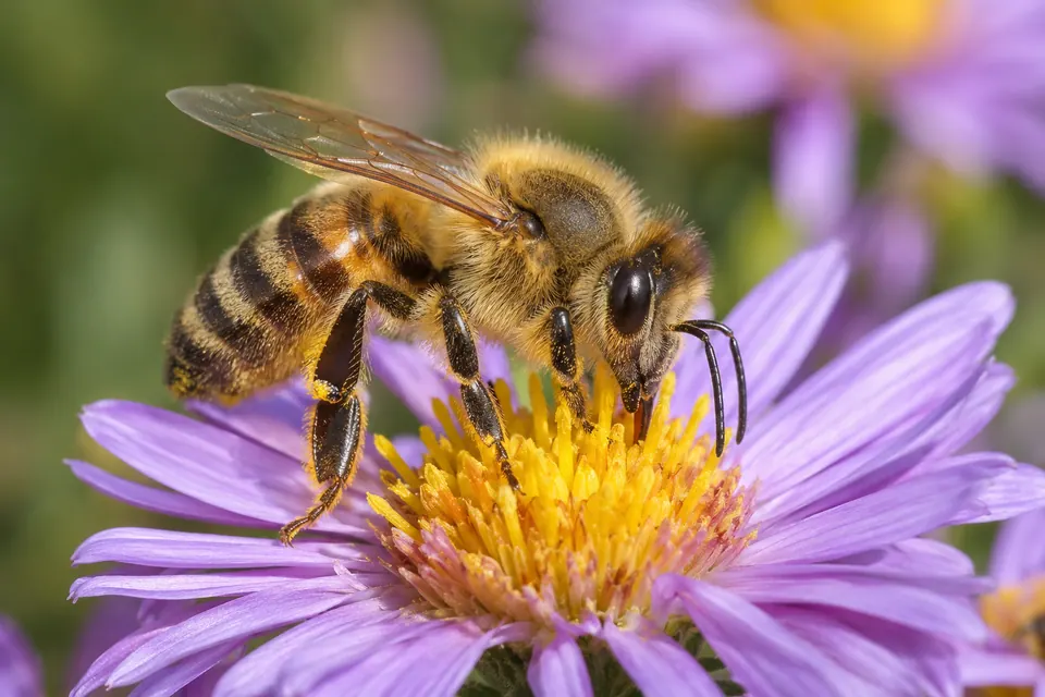 Photo nette d’une abeille domestique, avec les fins poils du corps, les antennes et les nervures des ailes.