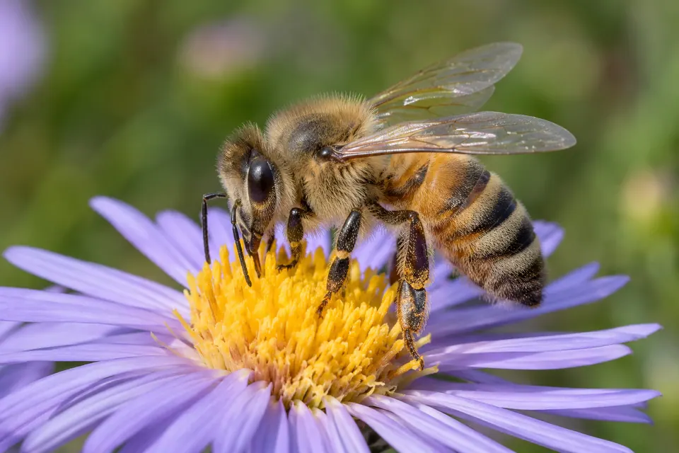 Une abeille domestique entière sur une fleur violette, avec la tête, le thorax, l’abdomen et les ailes visibles.