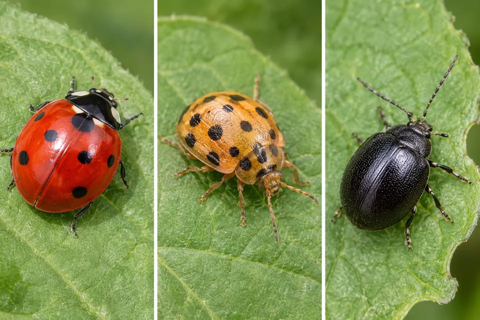 Una coccinella rossa e bombata affiancata da coleotteri ovali, uno a macchie arancioni e uno scuro.