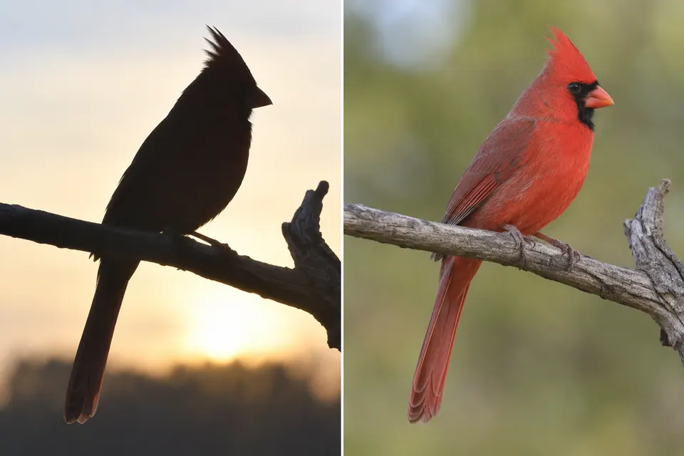 Un cardinale settentrionale come sagoma controluce e alla luce morbida, che mostra il piumaggio rosso.
