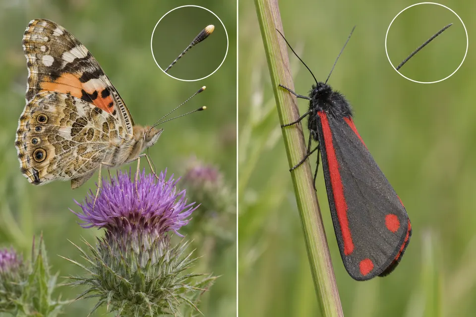 Un papillon aux antennes terminées en massue, à côté d'un papillon de nuit actif le jour aux antennes filiformes