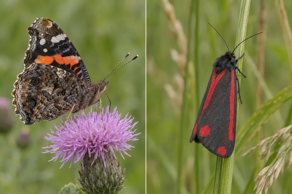 Un papillon posé les ailes fermées, à côté d'un papillon de nuit aux ailes antérieures repliées et marquées de rouge