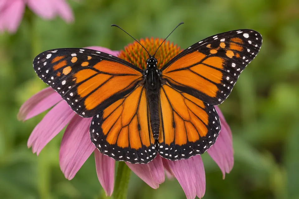 Vue de dessus nette d'un papillon orange montrant tout le motif de ses ailes