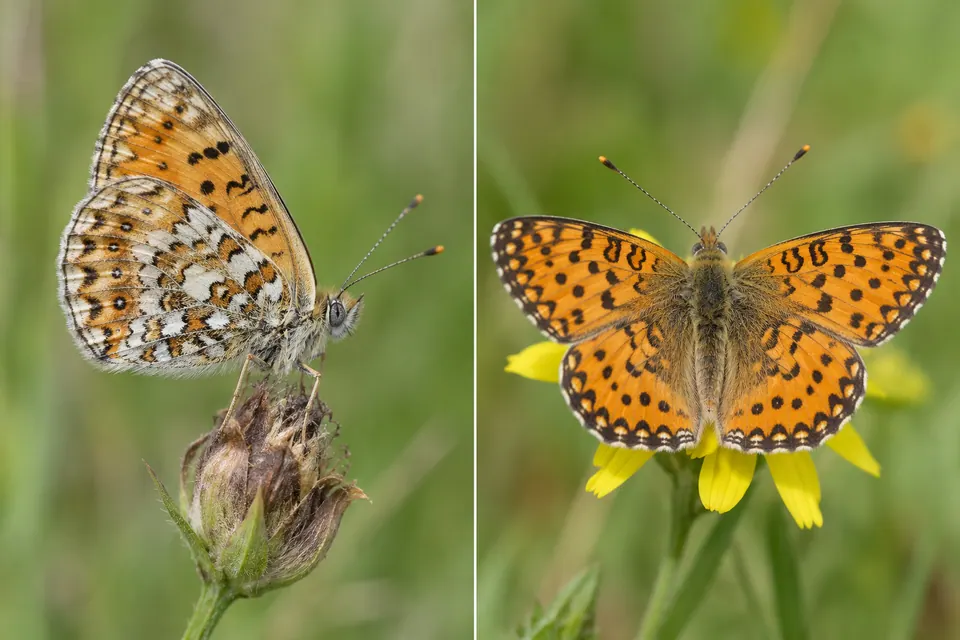 Un petit papillon orange vu de profil, ailes fermées, puis de dessus, ailes ouvertes