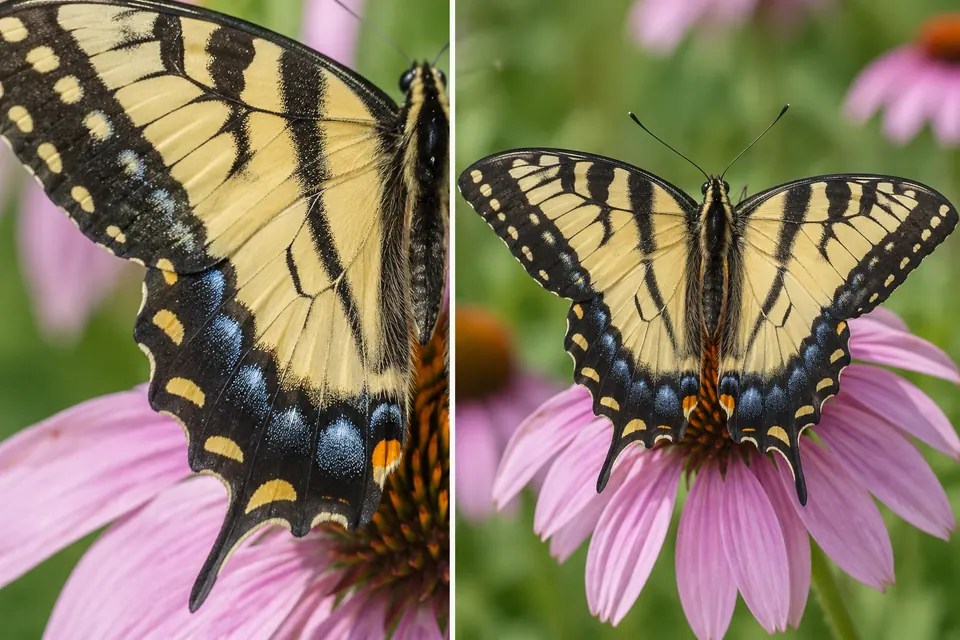 Bord de l'aile postérieure d'un machaon et vue complète des ailes déployées montrant ses deux queues