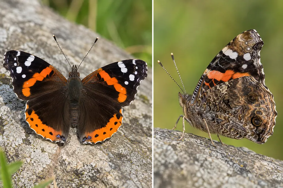 Un vulcain aux ailes supérieures ornées de bandes orange, à côté de son revers marbré lorsque les ailes sont fermées