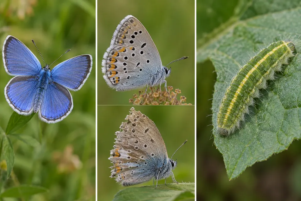 Dessus des ailes d'un papillon bleu, revers tacheté neuf et usé, et une chenille verte velue