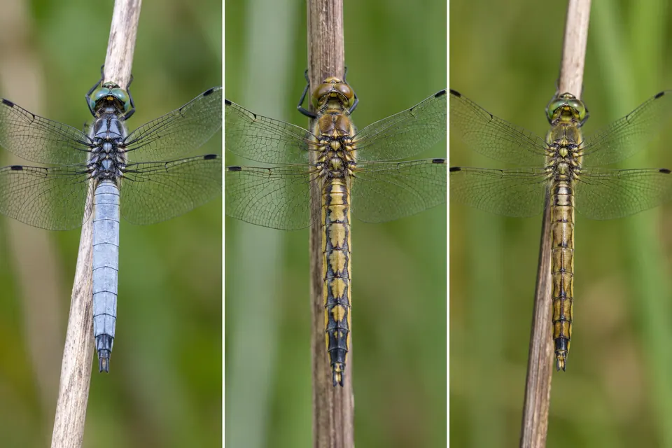 Une libellule bleue poudrée, à côté de deux individus brun-jaune aux proportions du corps similaires.
