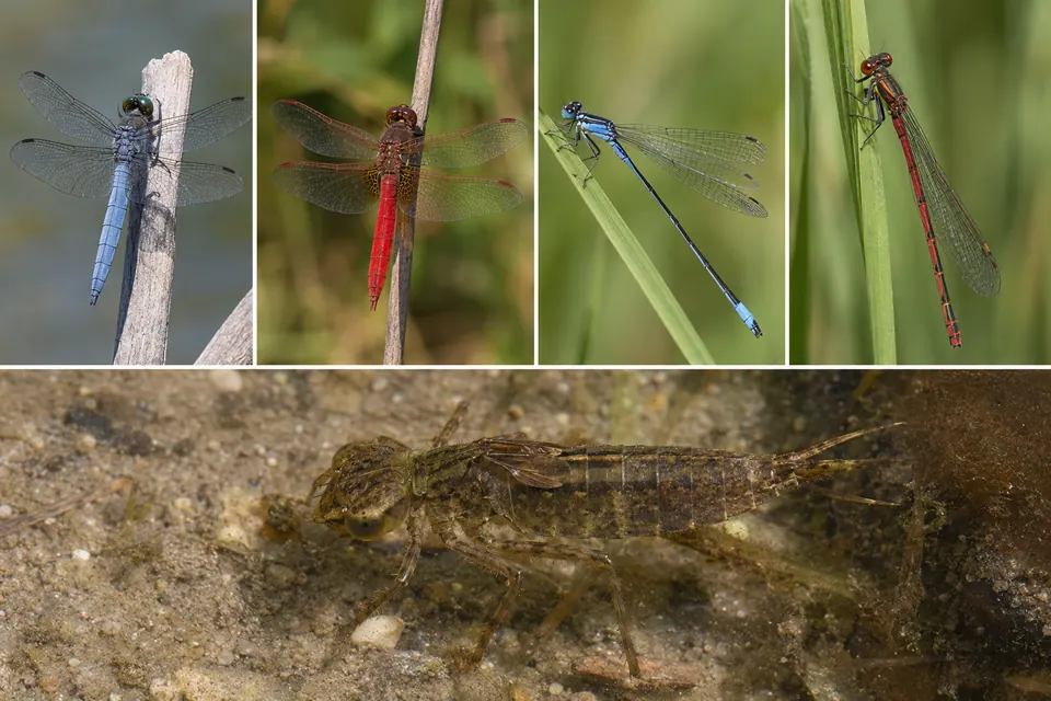 Adultes bleu et rouge aux ailes ouvertes ou repliées, au-dessus d'une larve de libellule submergée.