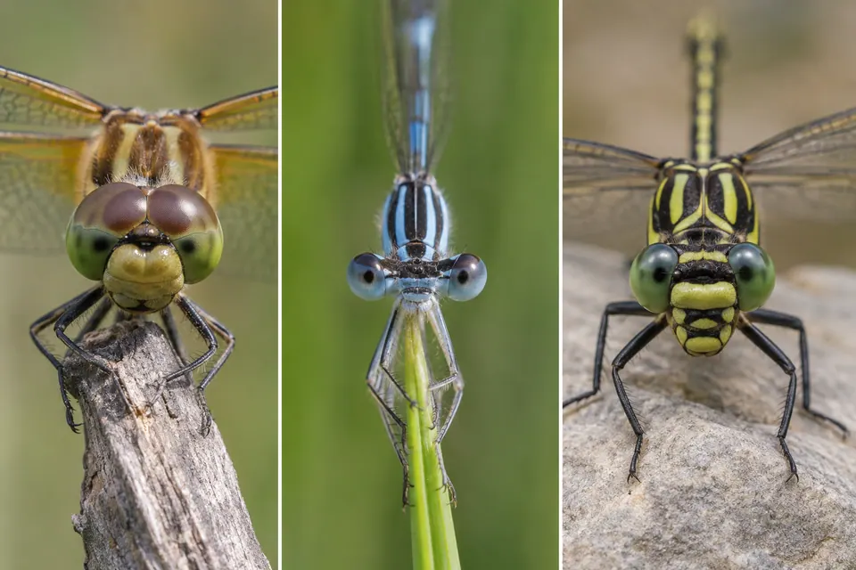 Gros plans sur les yeux presque jointifs d'une libellule, les yeux largement écartés d'une demoiselle et les yeux séparés d'un gomphidé.