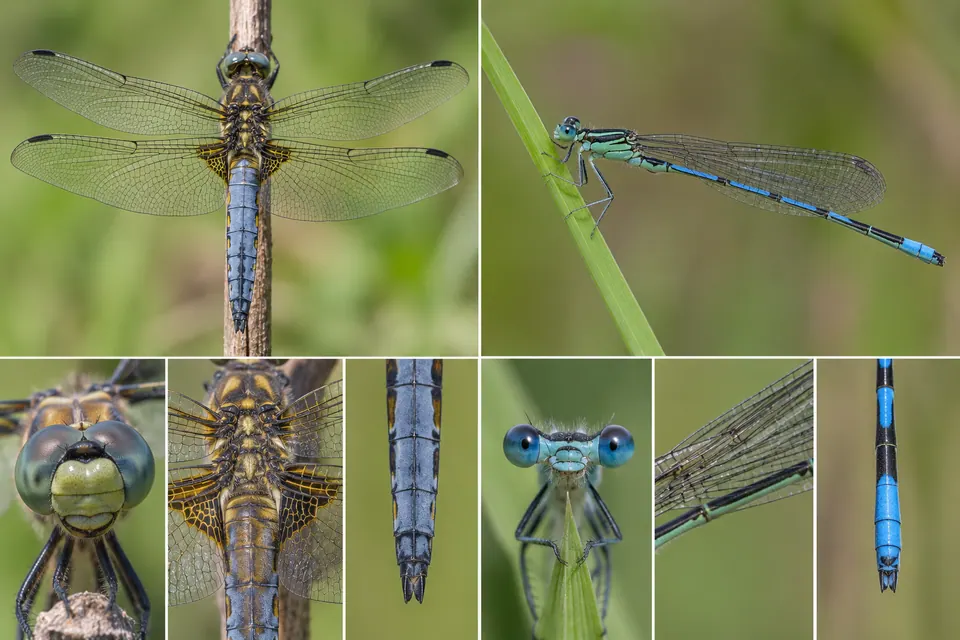 Libellule et demoiselle posées, vues de près sur les yeux, la base des ailes et l'extrémité de l'abdomen.
