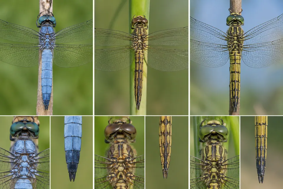 Libellule adulte bleue et formes jaune-brun, avec un thorax renflé et les motifs de l'extrémité de l'abdomen.