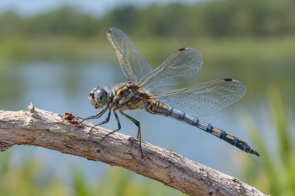 Libellule entière posée de profil, montrant ses quatre ailes, ses pattes et son long abdomen.