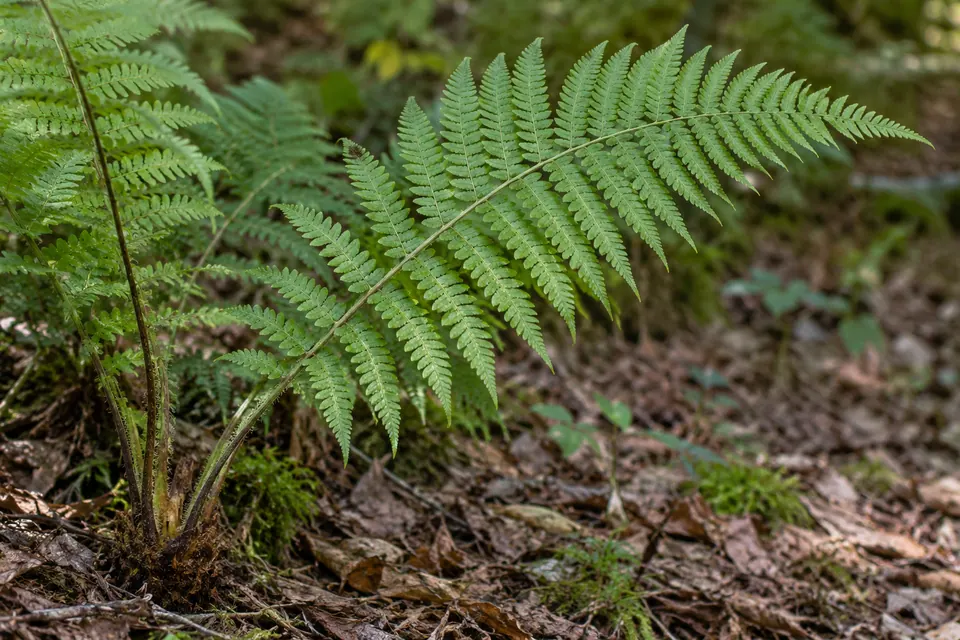 Una fronda di felce completa, fotografata con il gambo e la base nel bosco ben visibili.