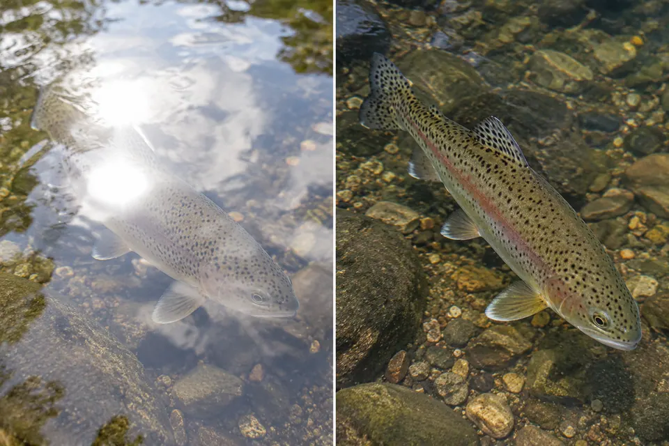 Una trota sotto riflessi intensi sull'acqua è messa a confronto con una vista più nitida, che mostra le sue macchie e i bordi delle pinne.