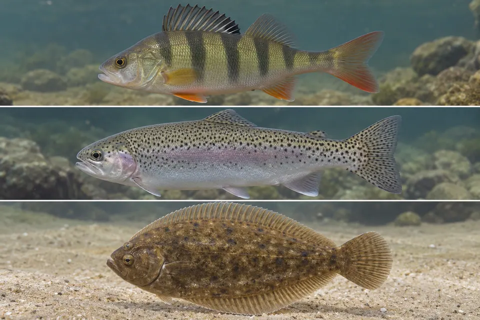 Viste laterali di un persico, di una trota e di un pesce piatto mostrano pinne dorsali e forme della coda a confronto.
