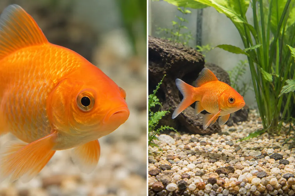 Un ritaglio stretto di un pesce rosso è messo a confronto con una vista completa, che include ghiaia neutra, piante e l'ambiente dell'acquario.