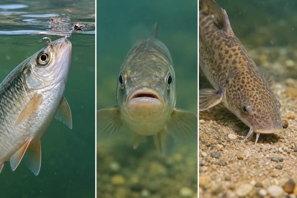 Tre primi piani confrontano bocche di pesce rivolte verso l'alto, in avanti e verso il basso.