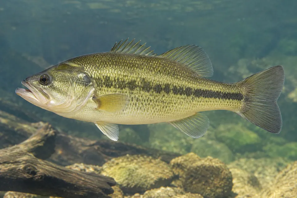 Un pesce fotografato di lato sott'acqua, con testa, pinna dorsale, ventre e tutta la coda visibili.