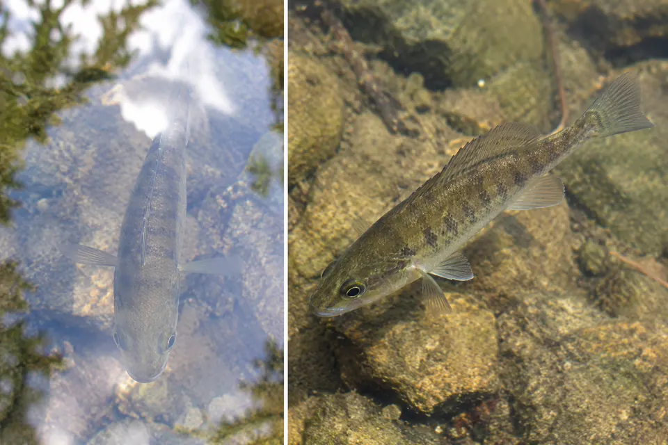 Un piccolo pesce in parte nascosto dai riflessi in superficie è messo a confronto con una vista più nitida e inclinata attraverso l'acqua.