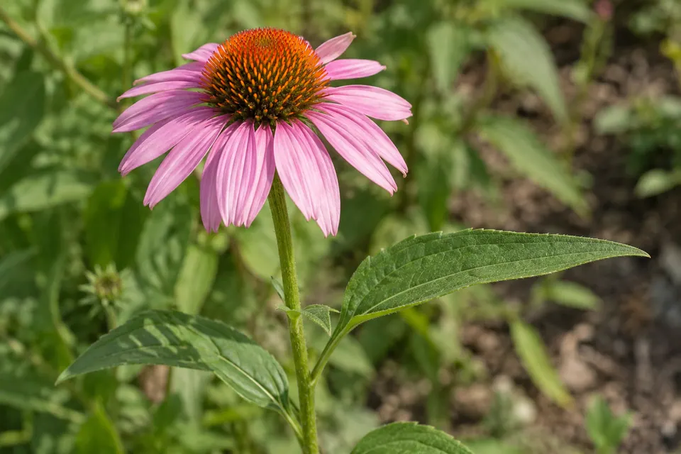 Un'echinacea rosa fotografata insieme alle sue foglie e allo stelo attaccato.