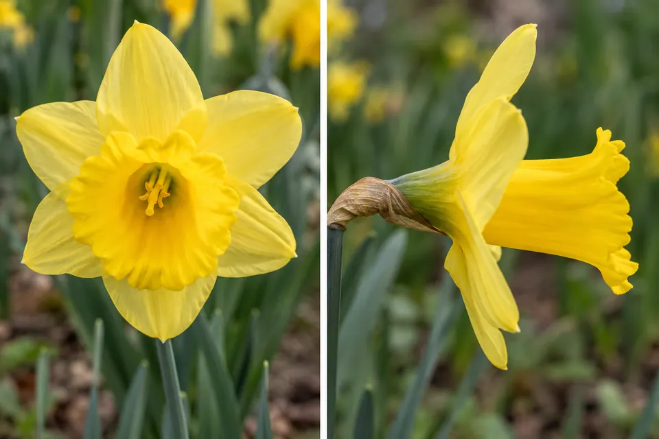 Viste frontale e laterale di un narciso giallo rivelano la profondità della sua tromba.