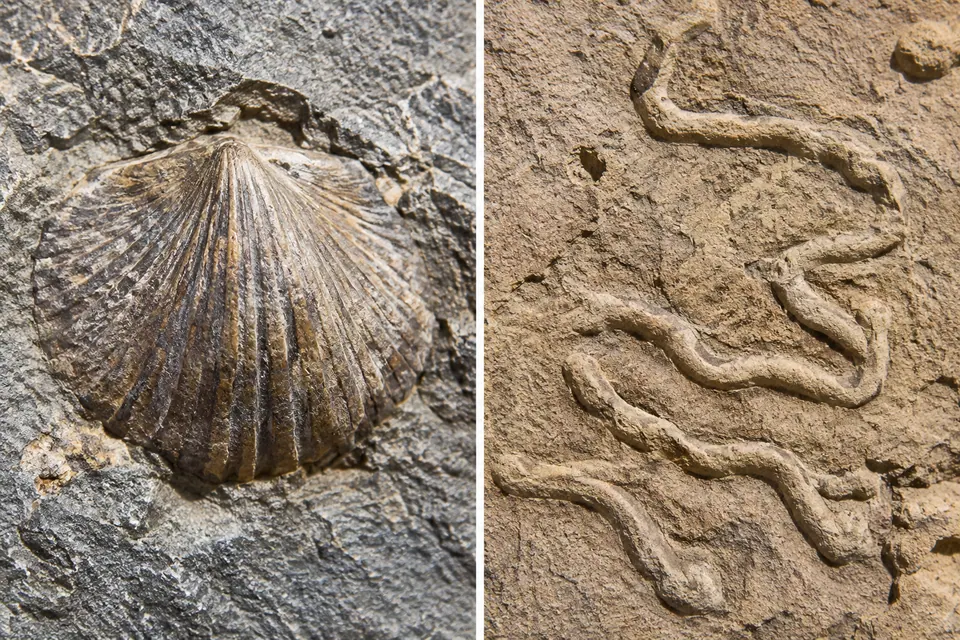 Una conchiglia fossile accanto a tracce sinuose di gallerie conservate nella roccia.