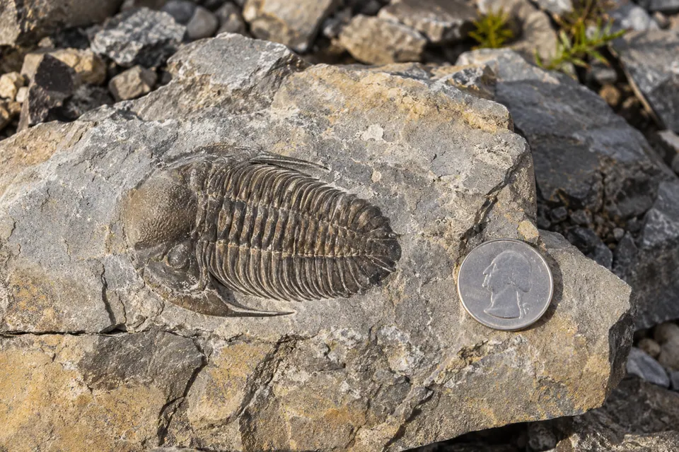 Un fossile di trilobite intero con la roccia intorno e una moneta come riferimento di scala.