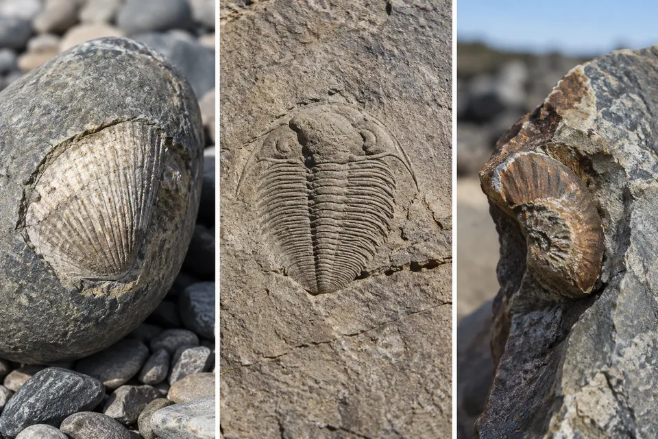 Fossili incastonati in un ciottolo, con la roccia circostante di colore contrastante.