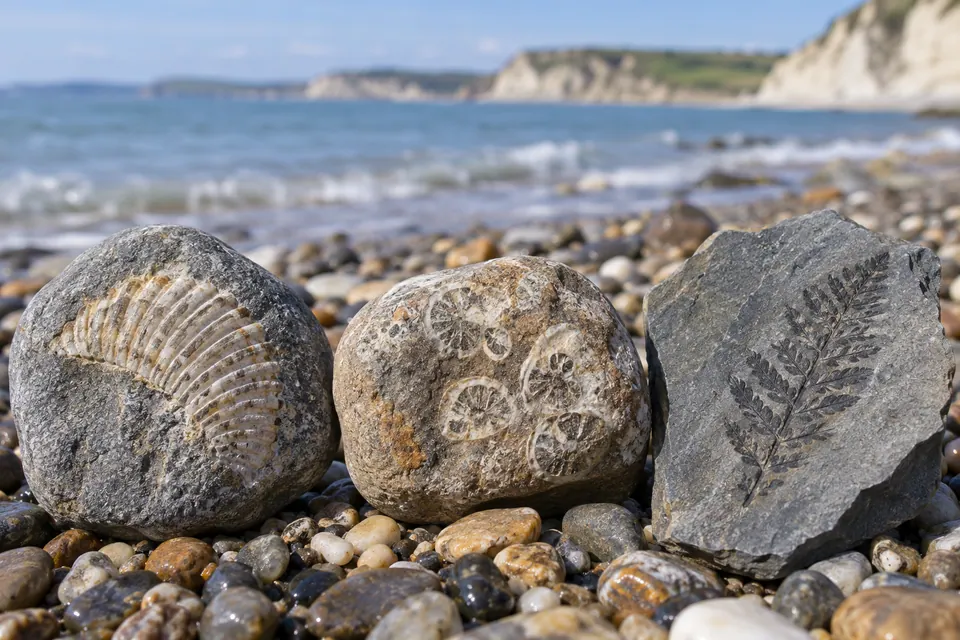 Sassi di spiaggia con costole di conchiglia, sezioni circolari di fossili e una macchia scura e ramificata.