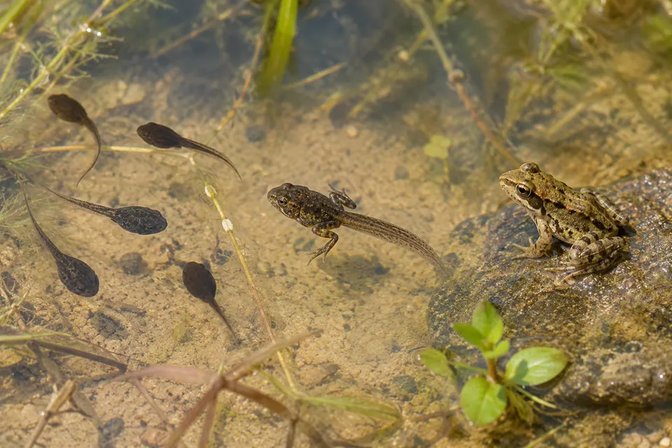 Girini e una ranocchia con la coda ancora presente in un'acqua limpida e bassa di stagno.
