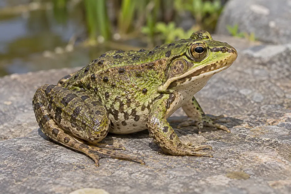 Una rana verde intera vista di lato, con testa, zampe ripiegate e dita ben visibili.