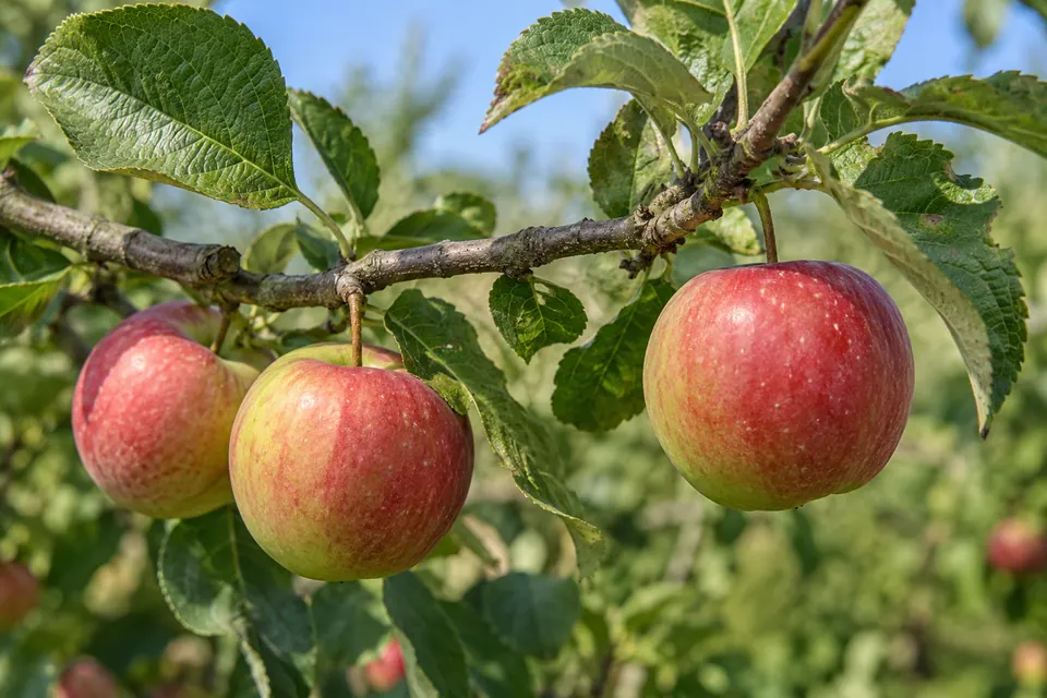 Trois pommes poussant sur une branche, avec les queues, les points d’attache et les feuilles voisines visibles.