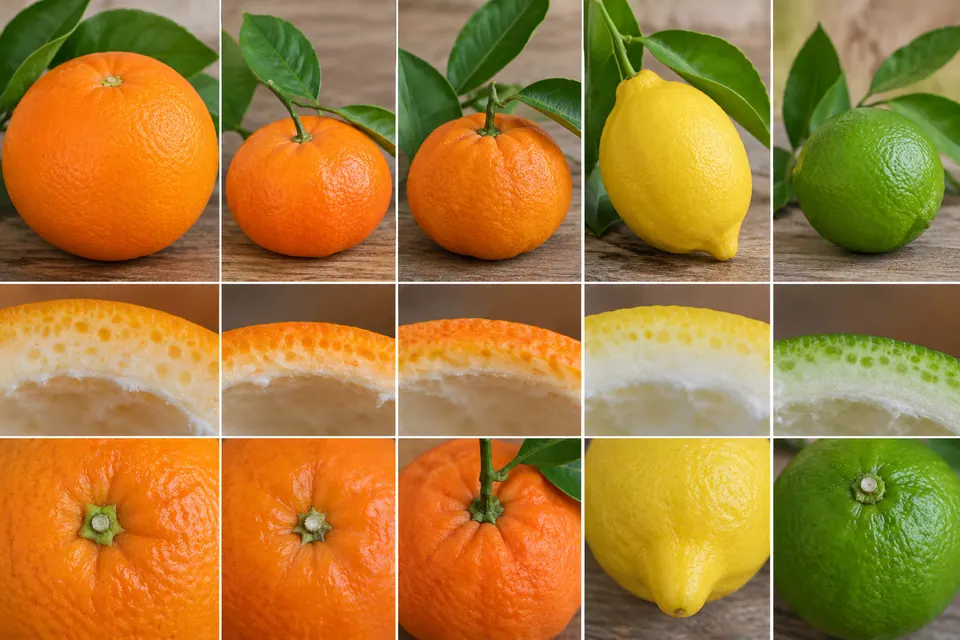 Orange, fruit de type mandarine, citron et citron vert comparés par la texture de l’écorce, son épaisseur et la forme des extrémités.