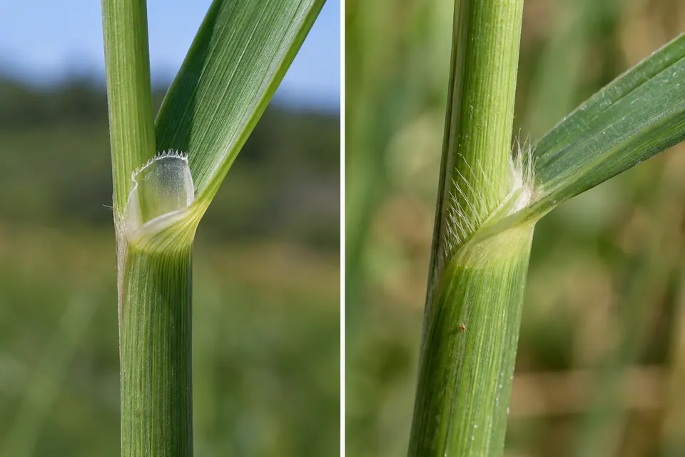 Primi piani di ligule membranose e pelose alle giunzioni fogliari delle graminacee.