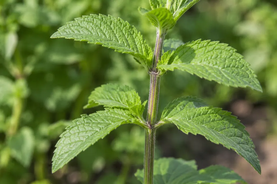 Primo piano di coppie di foglie di menta che si uniscono al fusto in corrispondenza di nodi ben visibili