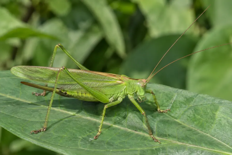 Tettigonia verde intera su una foglia con le lunghe antenne e le zampe ben visibili