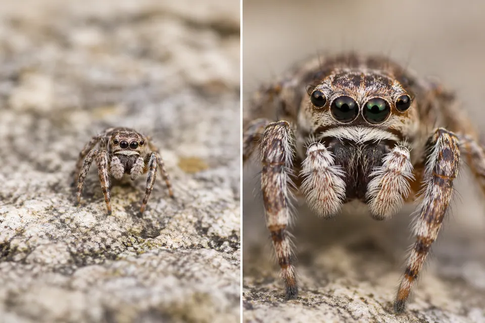 Gros plan sur une araignée sauteuse, qui met en valeur ses grands yeux avant et ses pièces buccales, à côté d’une vue plus large d’une épeire sur sa toile.