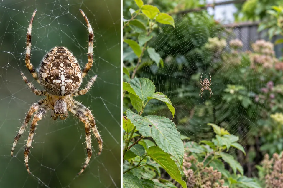 Une araignée se tient près du centre d’une toile tendue entre des plantes feuillues, avec le jardin environnant et les fils de la toile bien visibles.